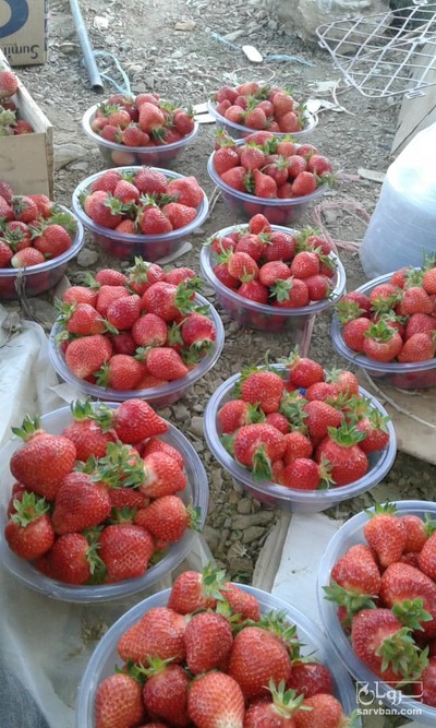 فروش توت فرنگی