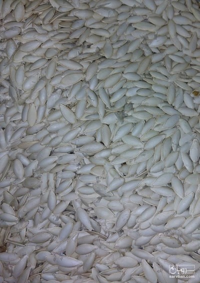 فروش تخمه  کدو بو داده