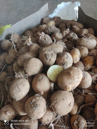 فروش سیب زمینی