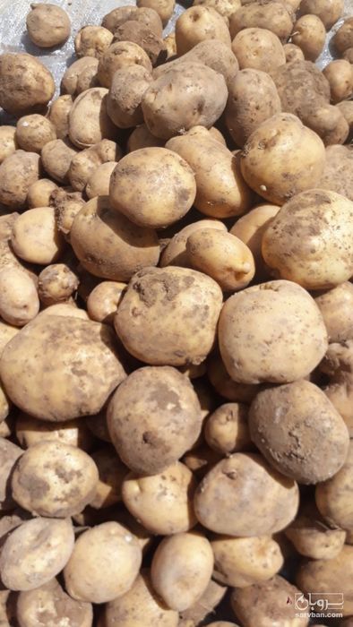 فروش سیب زمینی