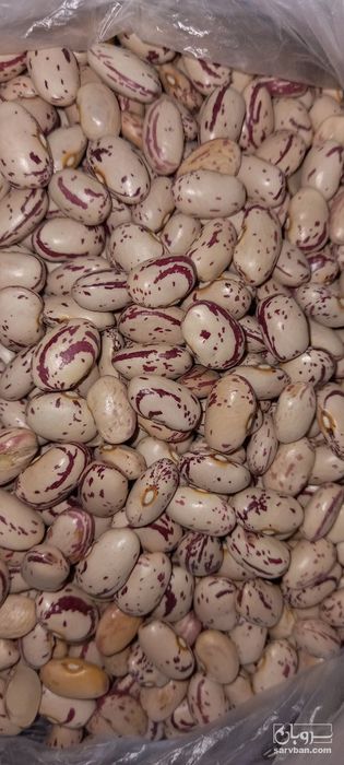 فروش لوبیا چیتی