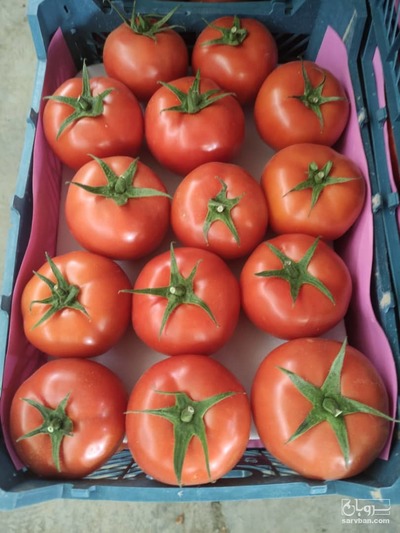 فروش گوجه فرنگی 4129