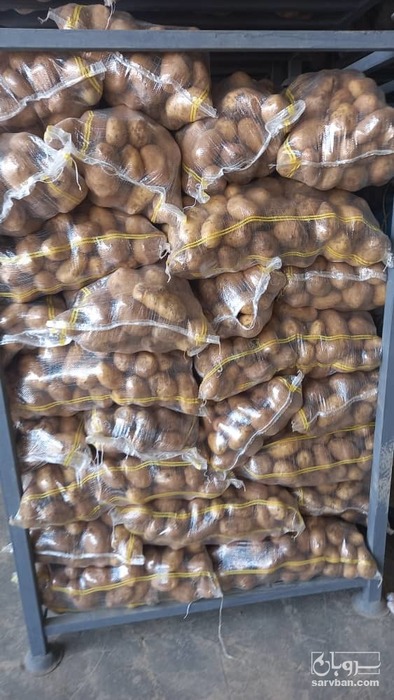 فروش سیب زمینی جلی