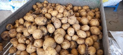 فروش سیب زمینی سانتا