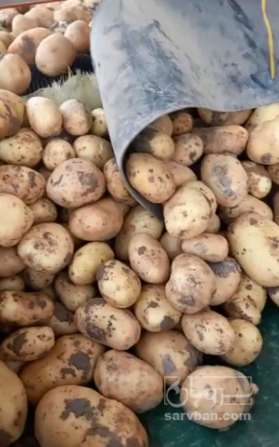 فروش سیب زمینی اسپریت