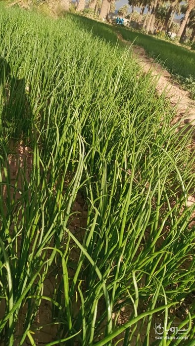 فروش پیازچه