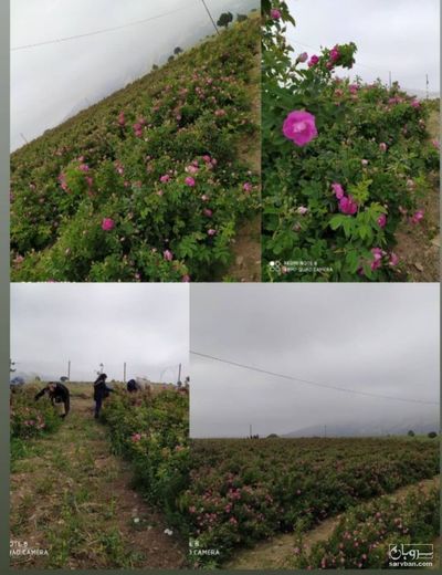 فروش گل محمدی