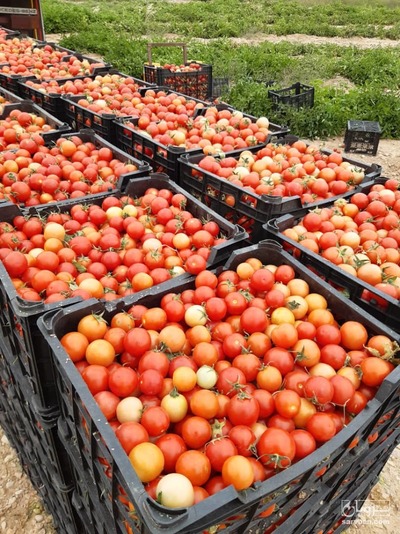 فروش گوجه فرنگی گیلاسی