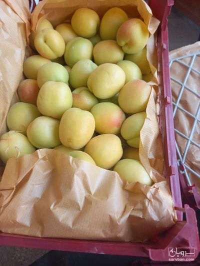 فروش زردآلو