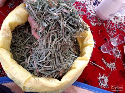 فروش علف لیمو