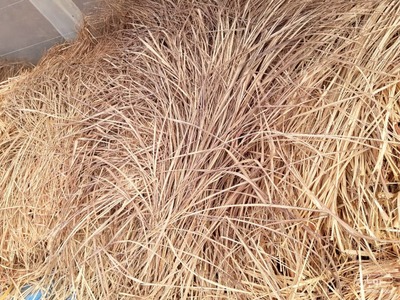 فروش علف لیمو