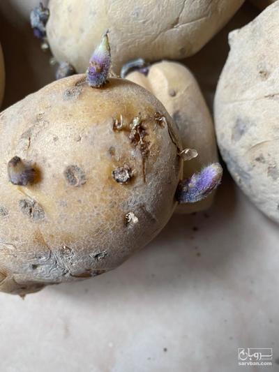 فروش سیب زمینی بذری اگریا