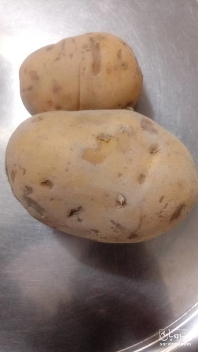 فروش سیب زمینی آگریا