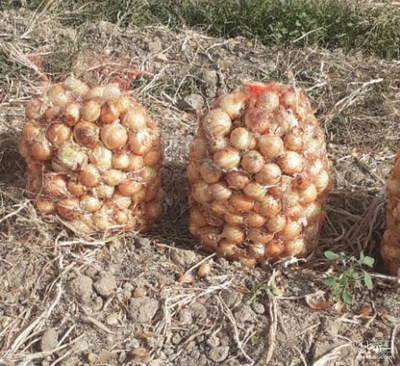 فروش پیاز طلایی