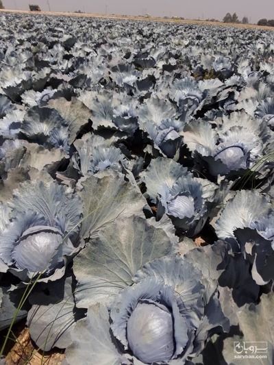 فروش کلم برگ بنفش