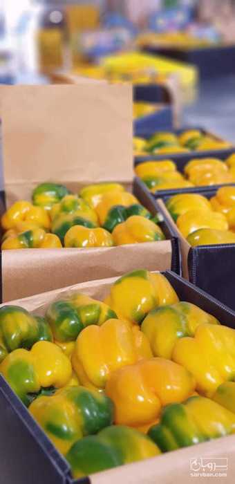 فروش فلفل دلمه ای رنگی صادراتی