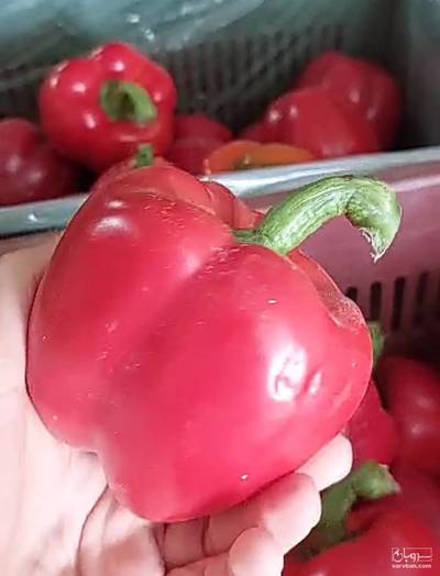 فروش فلفل دلمه ای