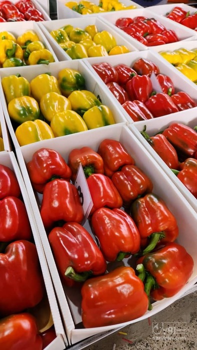 فروش فلفل دلمه ای صادراتی