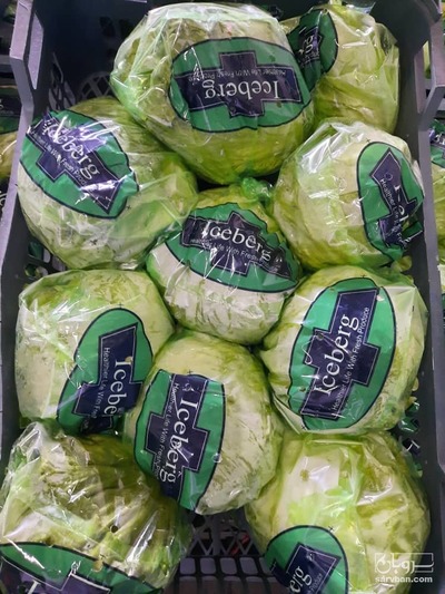 فروش کاهو ایسبرگ