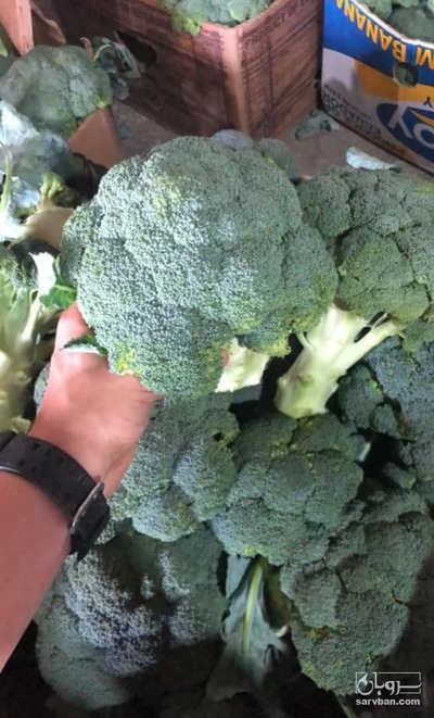 فروش کلم بروکلی