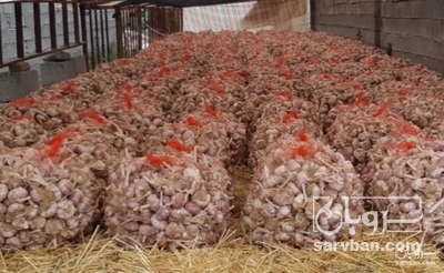 پیش فروش سیر