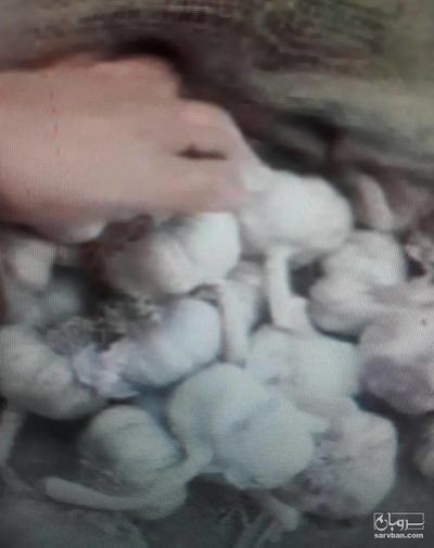 فروش سیر خشک