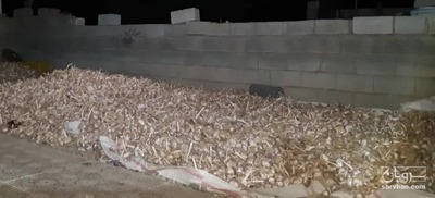 پیش فروش سیر 2