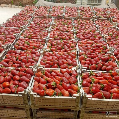 فروش توت فرنگی