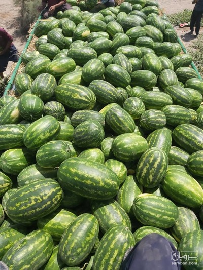 فروش هندوانه