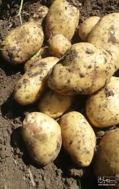 فروش سیب زمینی اگریا