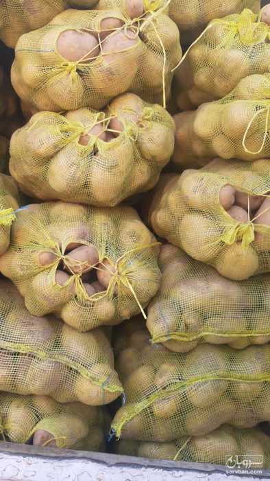 فروش سیب زمینی اگریا