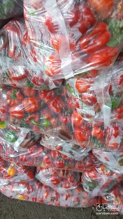 فروش فلفل دلمه ای رنگی