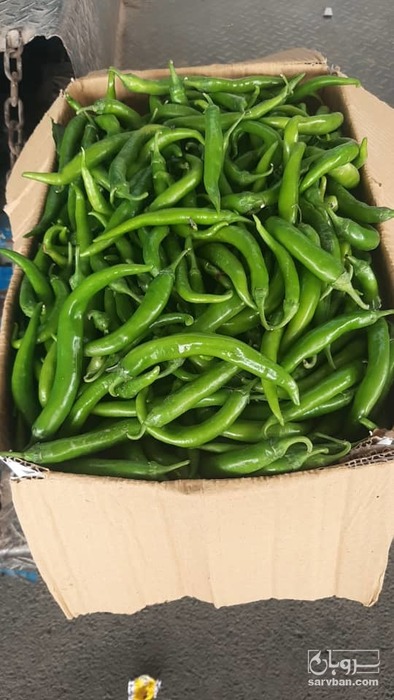 فروش فلفل سبز شمشیری
