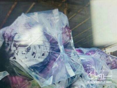 فروش کلم بنفش