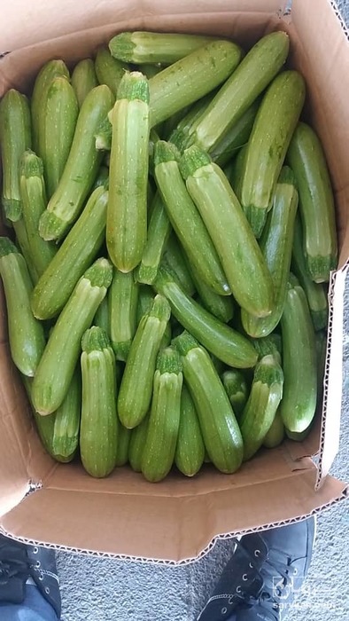 فروش کدو  سبز