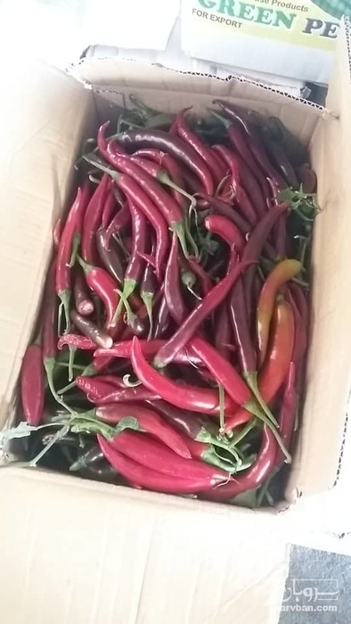 فروش فلفل قرمز شمشیری