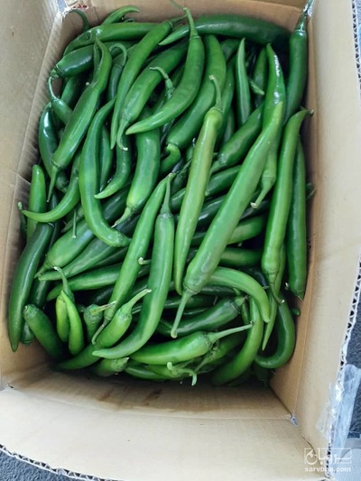 فروش فلفل سبز شمشیری