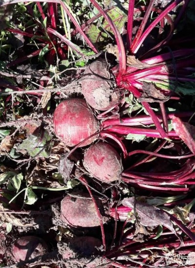 فروش چغندر لبو