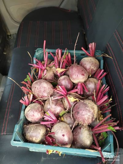 فروش چغندر لبو