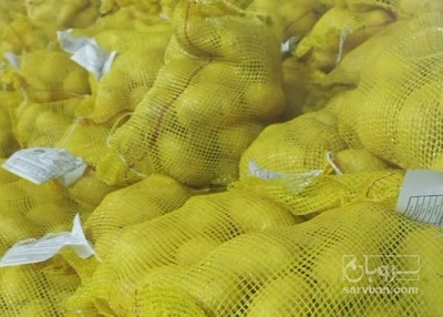 فروش سیب زمینی سانتا