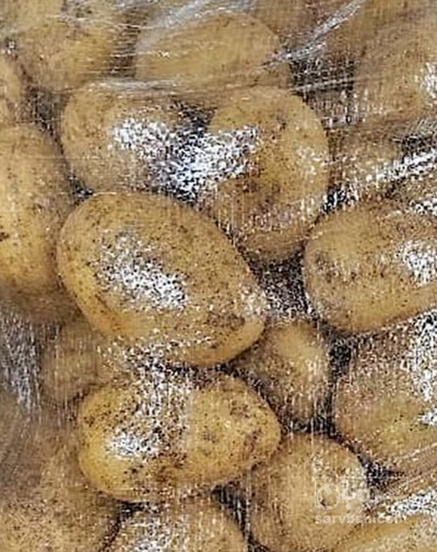 فروش سیب زمینی اگریا