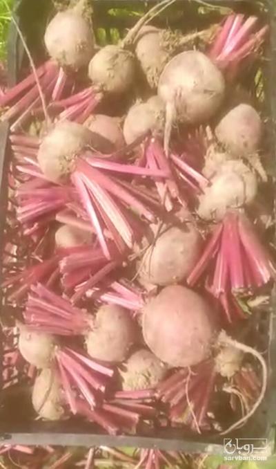 فروش چغندر لبو