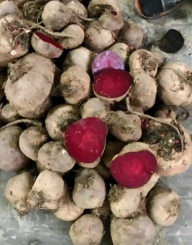 فروش چغندر لبو