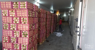 فروش کاهو رومانو