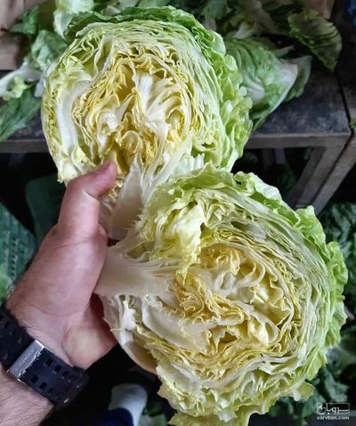 فروش کاهو ایسبرگ