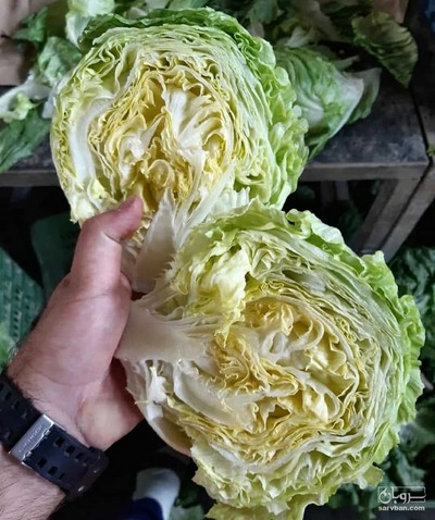 فروش کاهو ایسبرگ