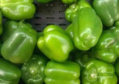 فروش فلفل دلمه ای سبز گلخانه ایی