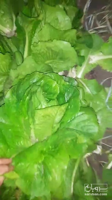 فروش کاهو رسمی