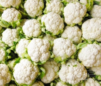 فروش گل کلم