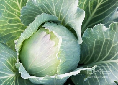 فروش کلم برگی سفید